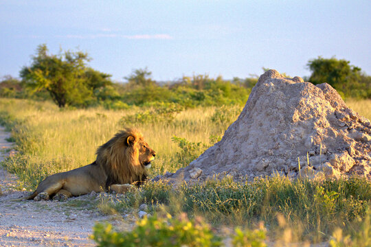 A lion resting near a termite mound