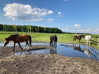 Horses at horse paddock resting