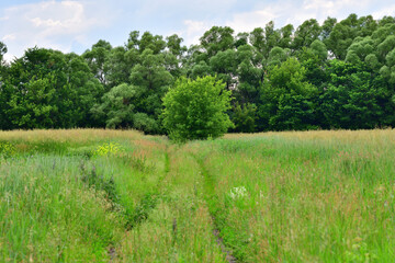 Summer country landscape with a dirt road in Russia