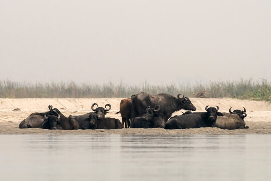 Water buffalo or Bubalus bubalis observed in Gajoldaba in West Bengal, India