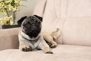 A sad pug lies on the couch and looks away. Care for pugs, their coat, folds, ears and eyes.