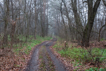 dirt road in autumn forest