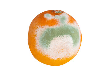 Moldy orange on transparent background