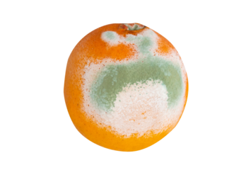 Moldy orange on transparent background