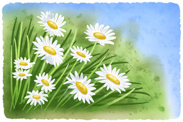 illustration of a flower meadow with daisies hand painted in watercolors