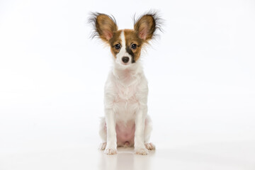Papillon puppy on a uniform background