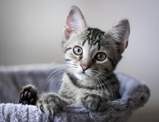 Obraz premium Close-up portrait of little adorable funny gray tabby kitten in basket