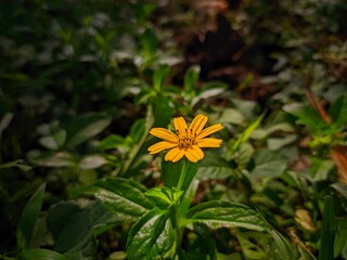 yellow flower in the garden