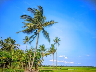 Naklejka premium palm trees and blue sky