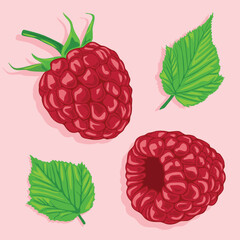 Raspberries with and without leaves. Vector image of fruits. Summer berries.