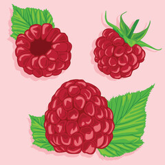 Raspberries from different angles with raspberry leaves. Vector image of fruits. Summer berries.