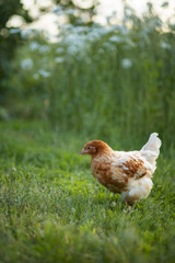 Photo of a red chicken in a village garden.