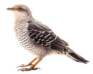 Fototapeta premium Cuckoo isolated on the transparent background PNG. Top view. AI generative.