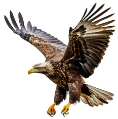 Obraz premium Eagle isolated on the transparent background PNG. Top view. AI generative.