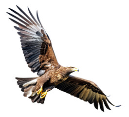 Fototapeta premium Flying eagle isolated on the transparent background PNG. Top view. AI generative.