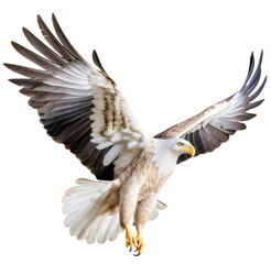 Fototapeta premium Flying eagle isolated on the transparent background PNG. Top view. AI generative.