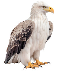 Obraz premium Eagle isolated on the transparent background PNG. Top view. AI generative.