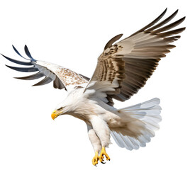 Obraz premium Flying eagle isolated on the transparent background PNG. Top view. AI generative.
