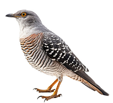 Cuckoo  isolated on the transparent background PNG. Top view. AI generative.