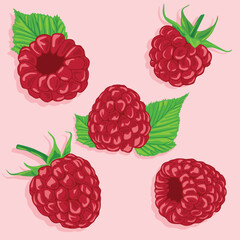 Raspberry set. Vector image of fruits. Summer berries.