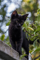 Czarny kot idący po betonowym płocie