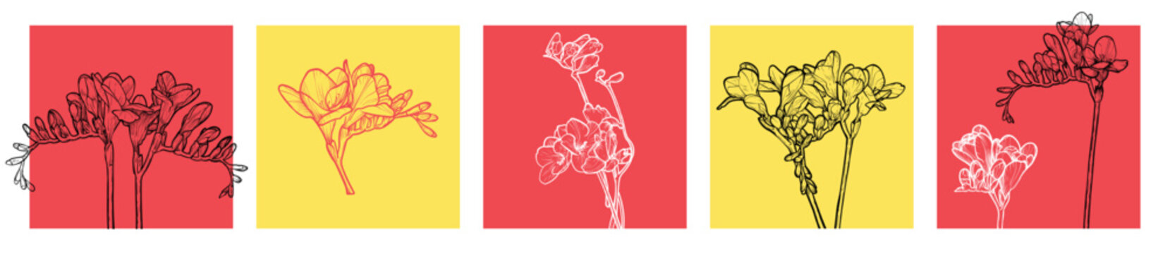 Hand drawn line art vector freesias on square format for social media visuals.
