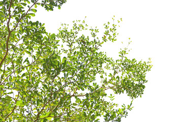 green leaf or tree branch isolated on white background.Selection focus.