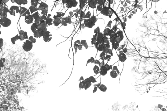 Silhouette leaf or branch isolated on white background.