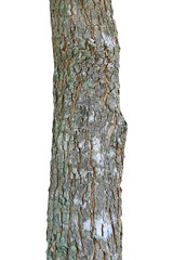 Tree trunk isolated on white background.It clipping path.