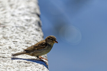 Moineau au bord de l'eau
