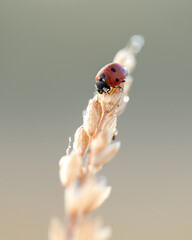 ladybird on a branch