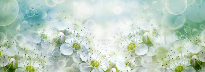Floral spring background. Apple tree flowers close up. Nature.