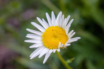 Common daisy Bellis perennis in bloom , Ox-eye oxeye daisy flower leucanthemum vulgare close up with blurred background wild wildflower © Anatoliy