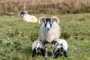 Scottish sheep with baby on the pasture, Highlands, Scotland, Isle of Skye