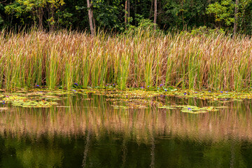 The river flows through the jungle around different plants and trees with papyrus, tropical forest wildlife flooded with water, and The equatorial jungle rainforest background.