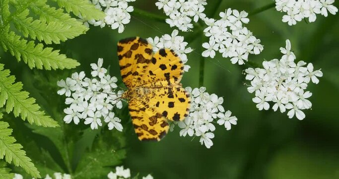 Speckled yellow moth or Pseudopanthera macularia foraging for nectar on a daucus carota flower
