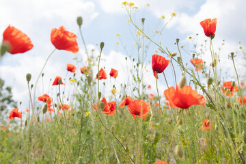 close up of poppy flowers field on a sunny summer day