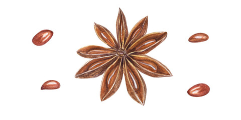 Watercolor Star Anise isolated on transparent background. Botanical illustration for menu decoration, Christmas and New Year cards, book design, greetings, stickers, spice shops