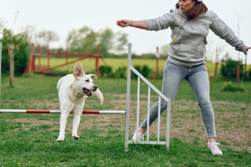 Woman mistress playing with her dog agility jumping over a hurdle obstacle