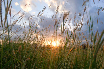 grass flower with sunset evening light background - 613170878