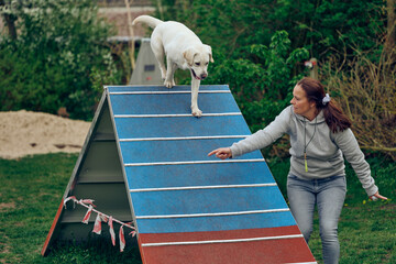 Woman mistress playing with her dog agility walking over a pyramid obstacle