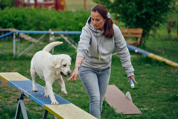 Woman mistress playing with her dog agility walking over a seesaw or rocker