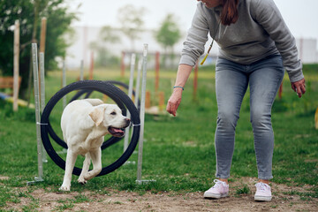 Woman mistress playing with her dog agility walking through rings or tires as an obstacle