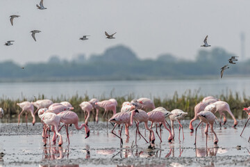 Fototapeta premium A flock of sandpipers landing in flamingos area