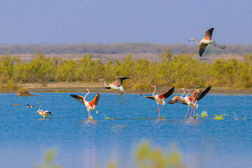 Flamingos landing