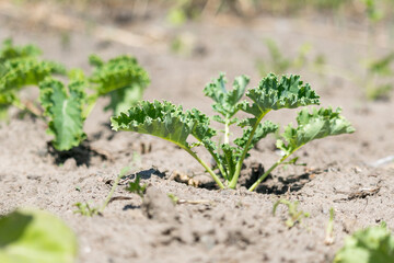 Curly kale plants in raised garden planter. Group of almost mature green curly kale plants planted in a row. Known as Starbor Kale, Leaf Cabbage. Picture of kale plantation. Healthy lifestyle concept.