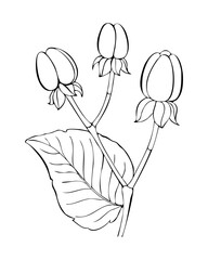 Hypericum androsaemum contour sketch hand drawn, with berry and leaf. Vector illustration