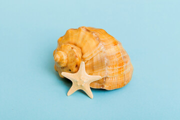 Beach seashells on colored background. Mock up with copy space