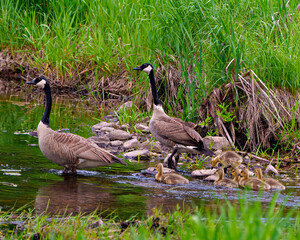 Canada Geese Photo and Image. Goose with gosling babies close-up view in their environment and protecting their baby birds.