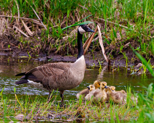 Canada Geese Photo and Image. Goose with gosling babies close-up view in their environment and protecting their baby birds.